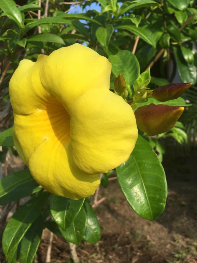 Samui Garden Resort Bangrak Kültér fotó