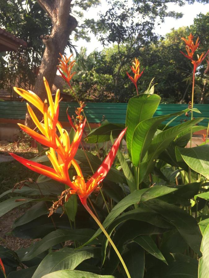 Samui Garden Resort Bangrak Kültér fotó