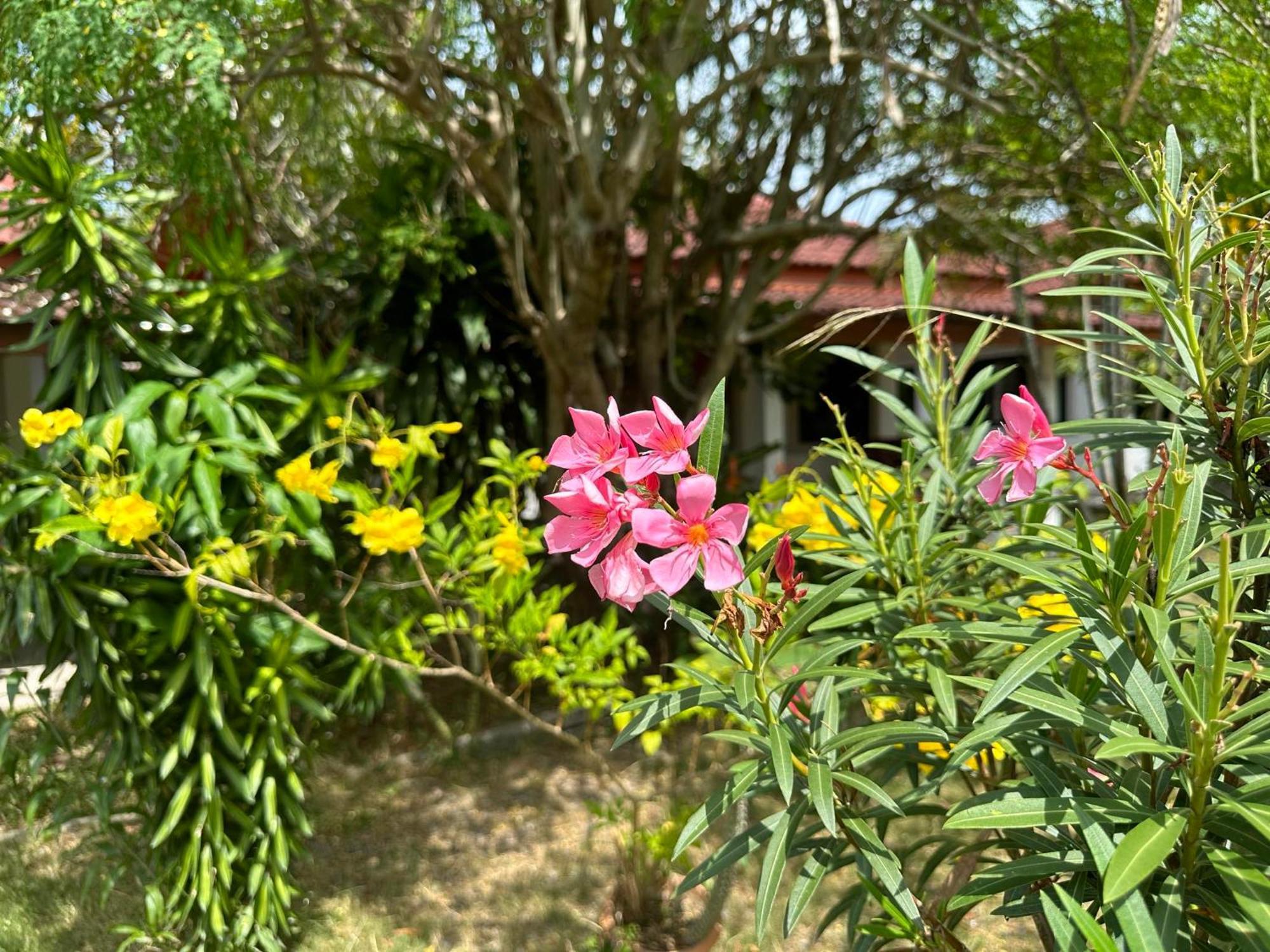 Samui Garden Resort Bangrak Kültér fotó